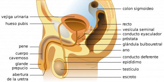 Imagen anatomía genital masculina